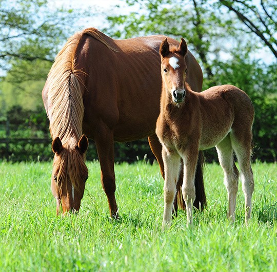 A mare and her foal in a meadow